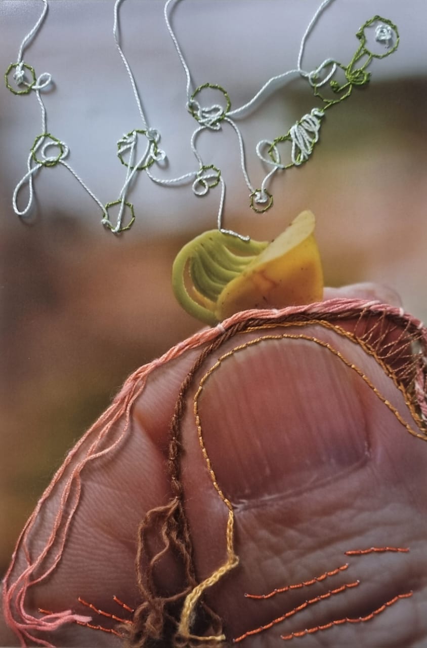 Solo fértil - semente de Angico do Cerrado